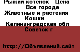 Рыжий котенок › Цена ­ 1 - Все города Животные и растения » Кошки   . Калининградская обл.,Советск г.